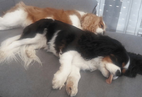 deux chiennes allongées sur le canapé